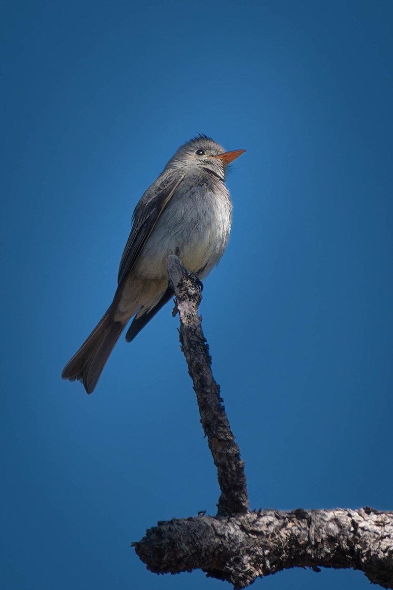 Greater Pewee - ML560579291