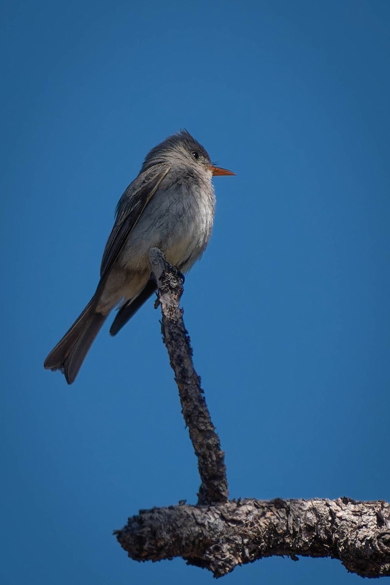 Greater Pewee - ML560579301