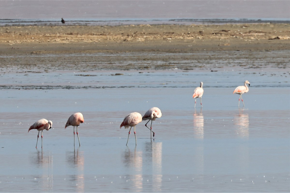 Chilean Flamingo - ML560581421
