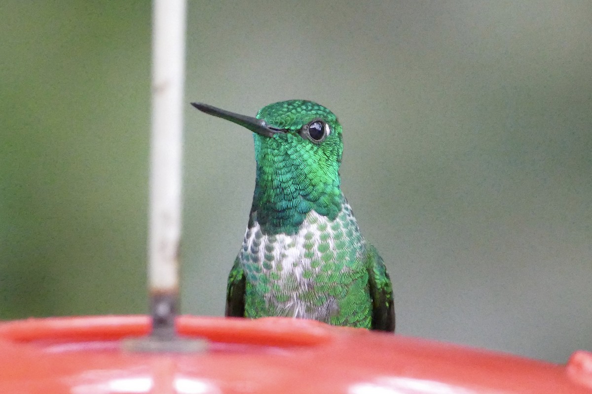 kolibřík rezavořitý - ML56058811