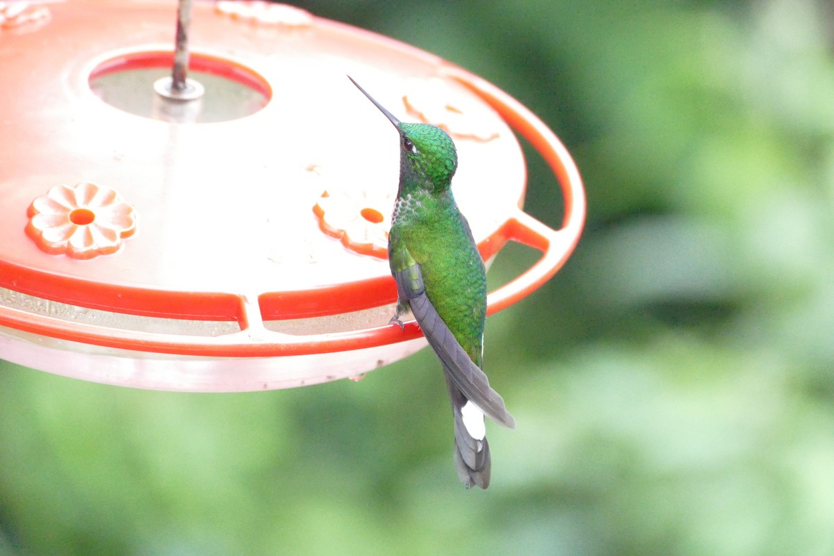 kolibřík rezavořitý - ML56058851