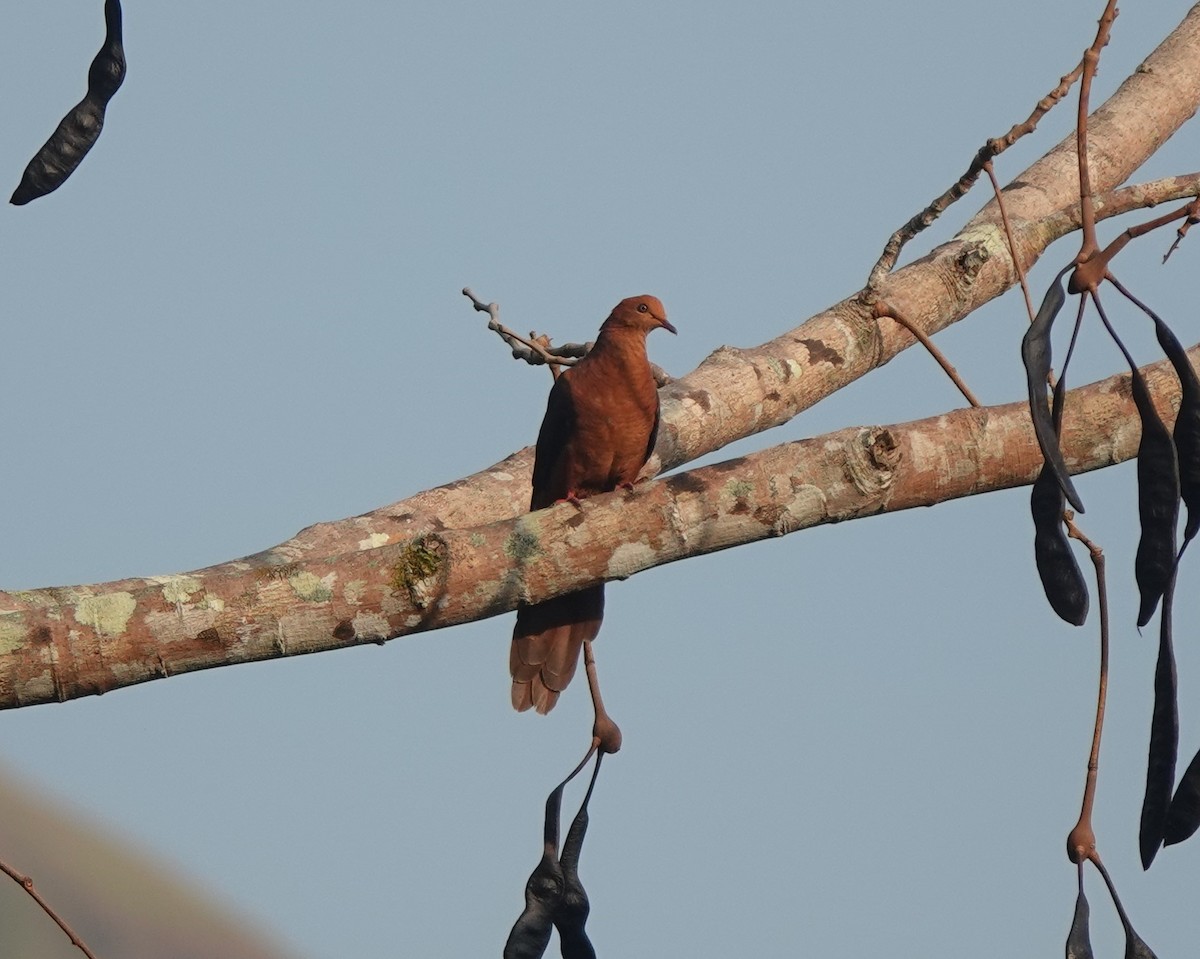 Philippine Cuckoo-Dove - ML560588941