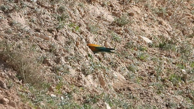 European Bee-eater - ML560590421