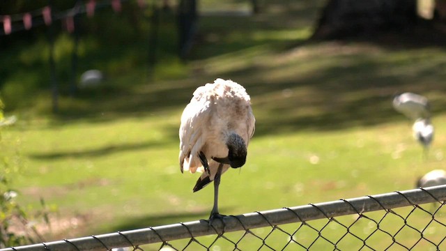 ibis australský - ML560590511