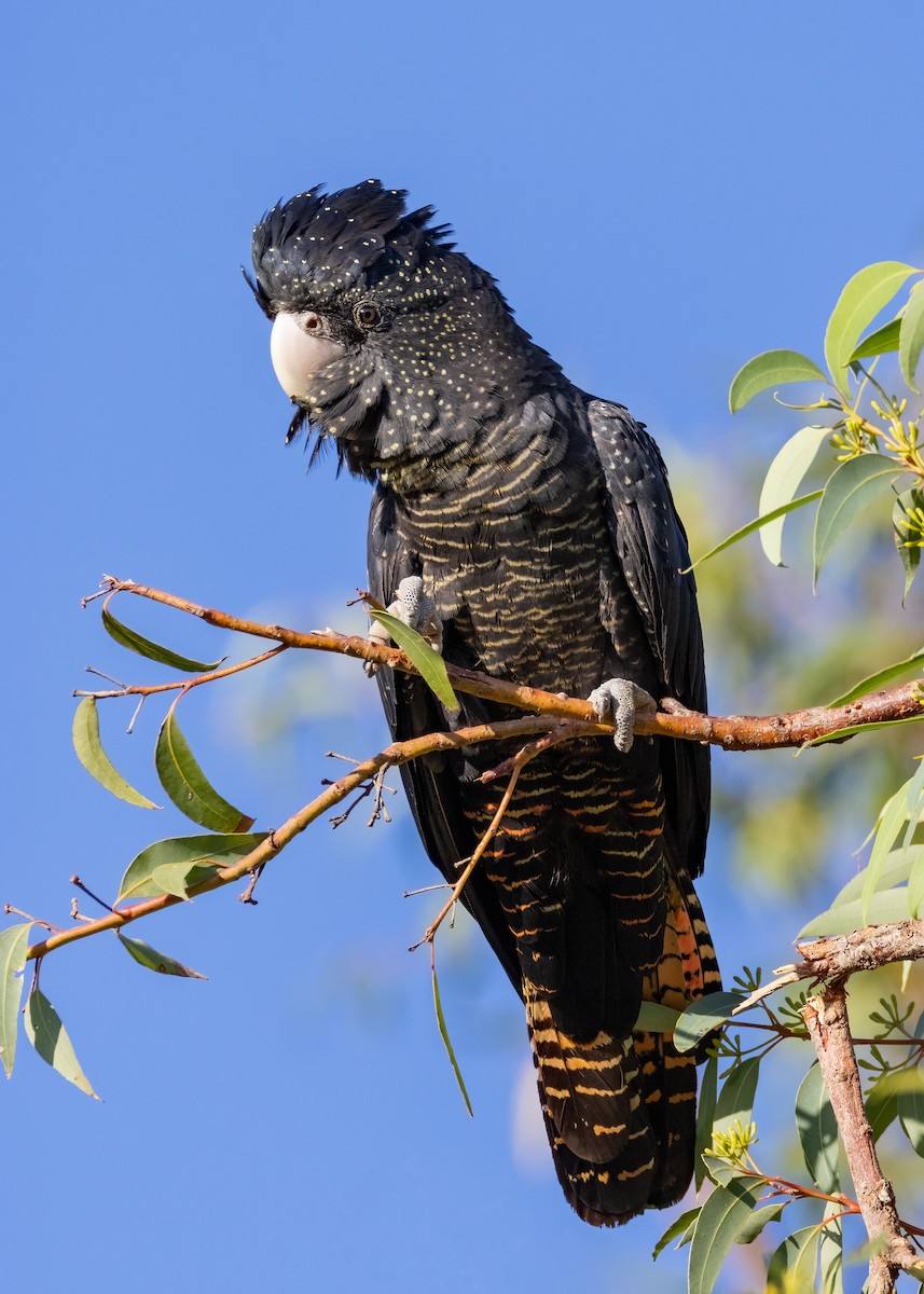 Red-tailed Black-Cockatoo - ML560591081