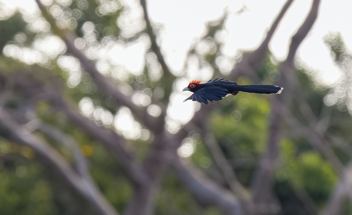Red-crested Malkoha - ML560592321