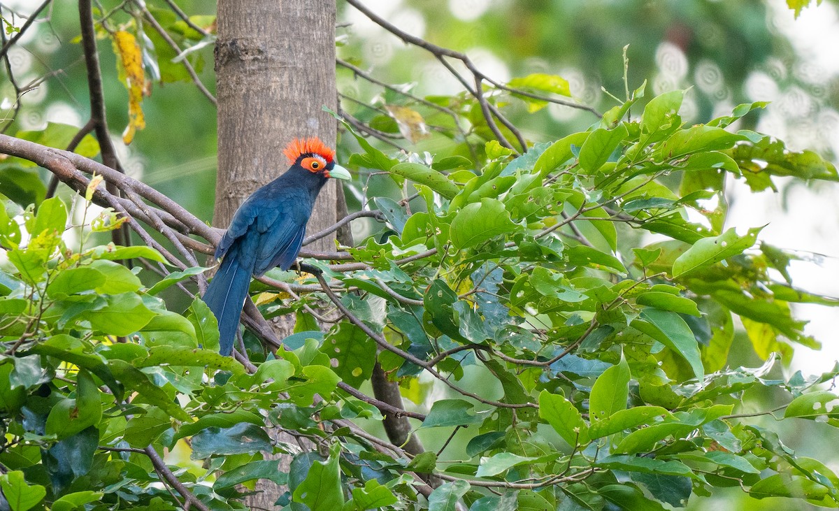 Red-crested Malkoha - ML560592341
