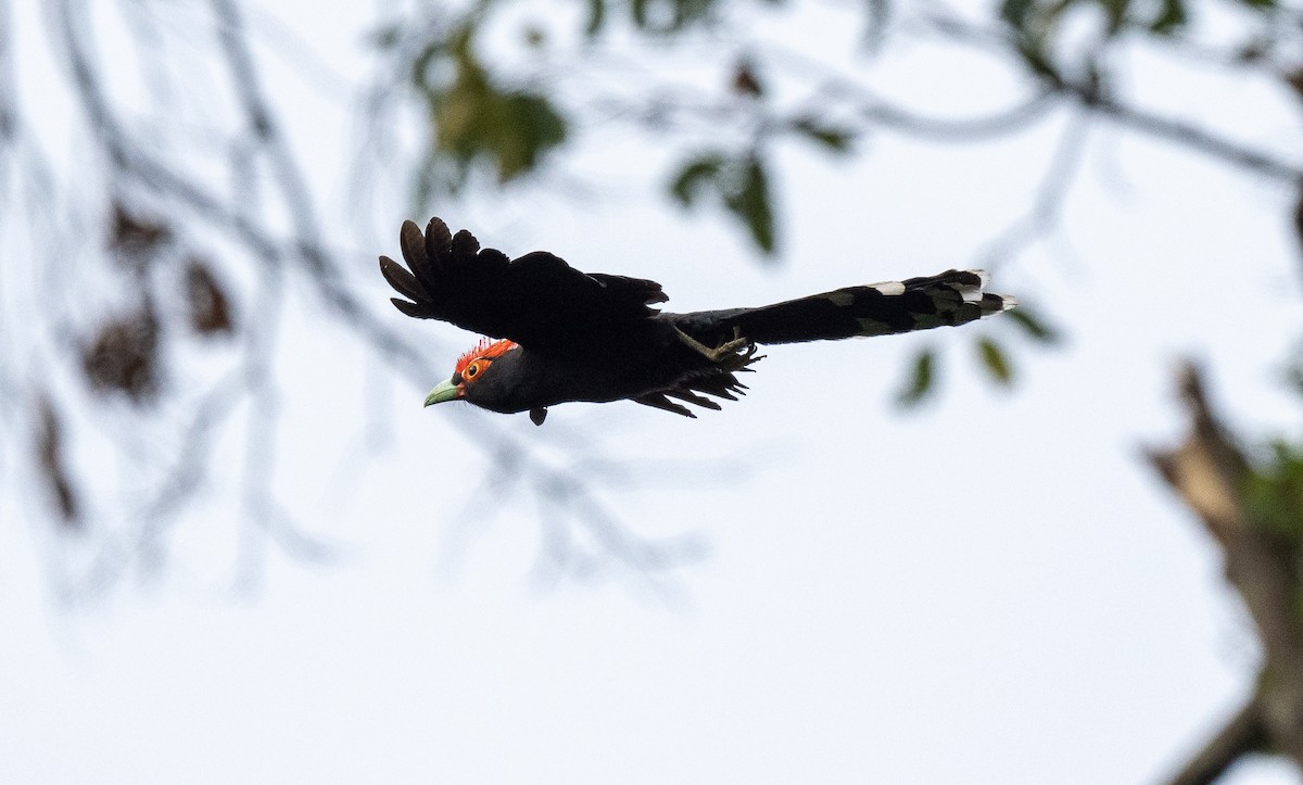 Red-crested Malkoha - Forest Botial-Jarvis