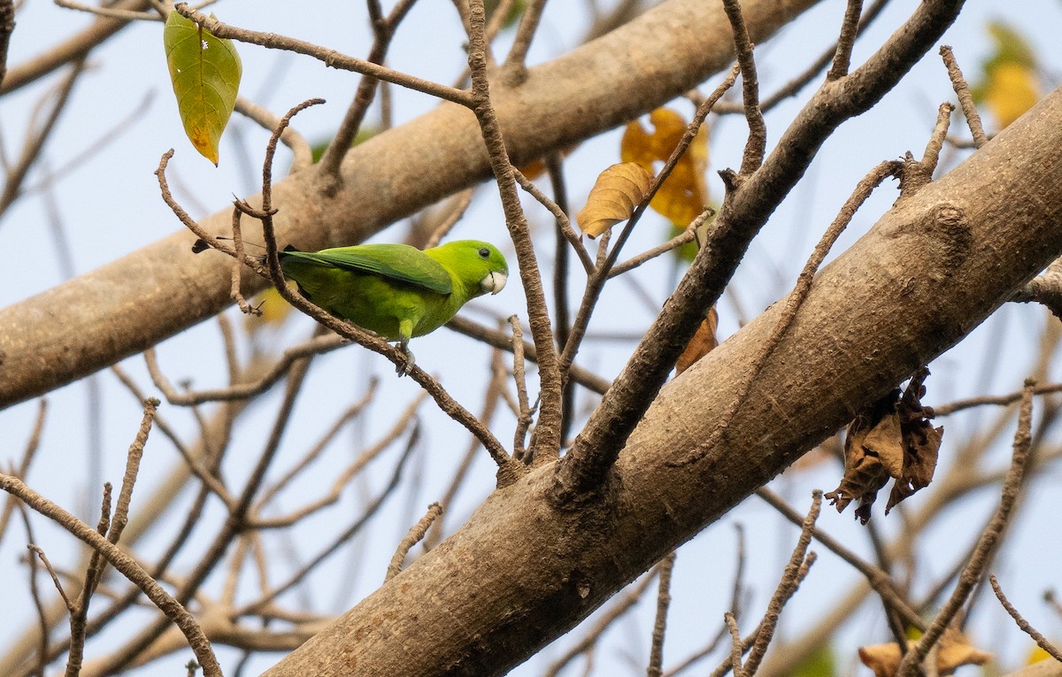 Green Racquet-tail - Forest Botial-Jarvis