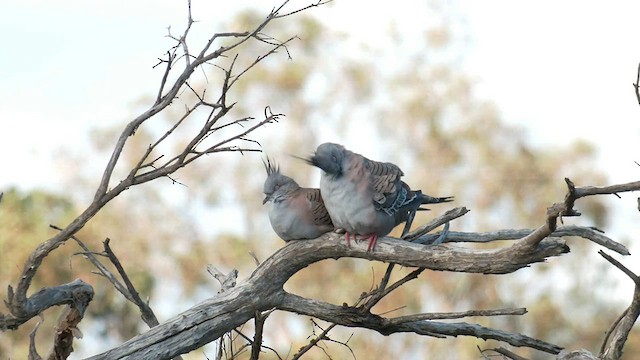 Crested Pigeon - ML560593621