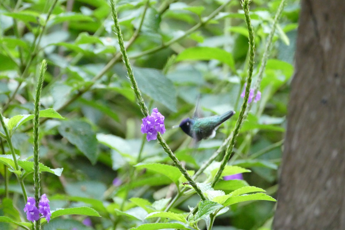 Violet-headed Hummingbird - ML56059411