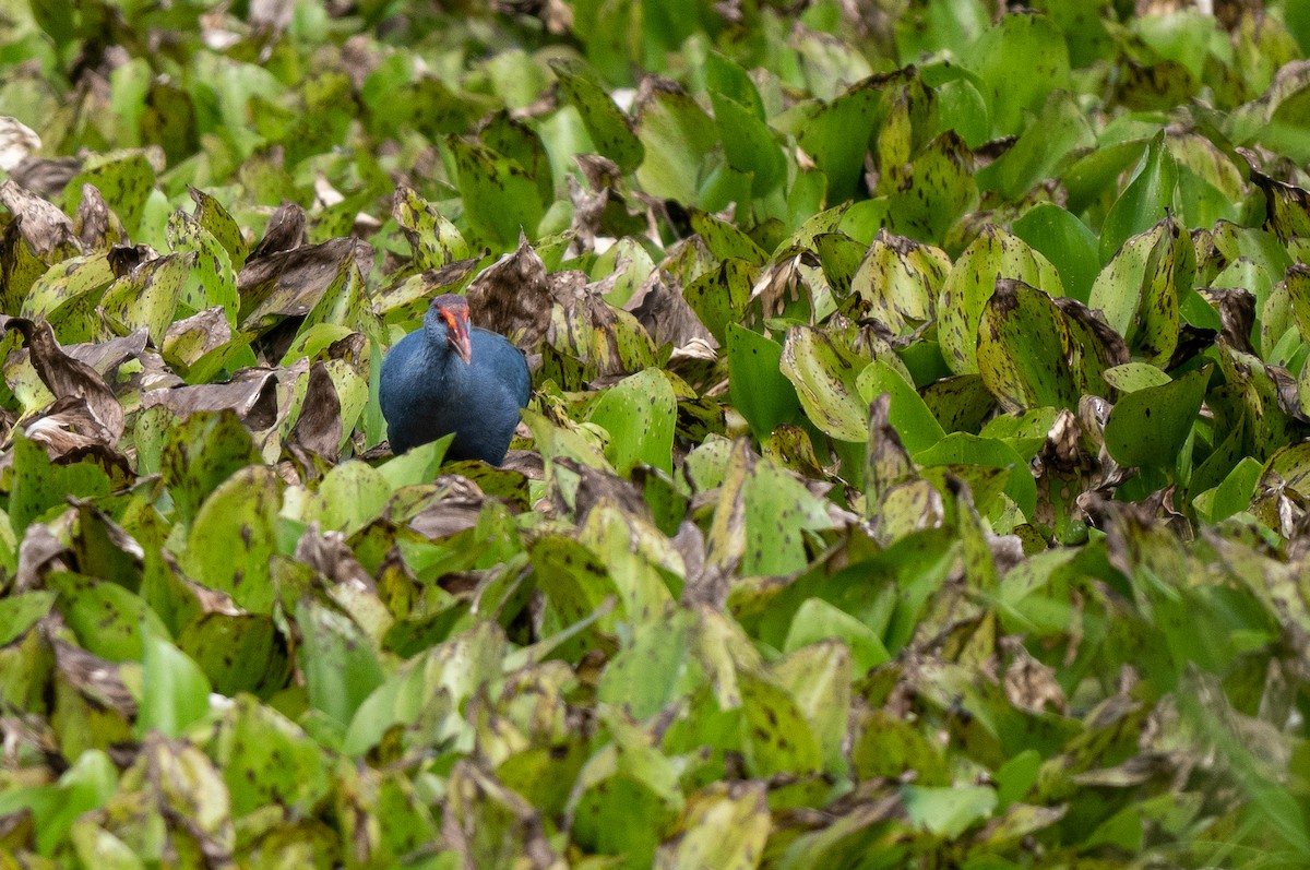 Philippine Swamphen - Forest Botial-Jarvis