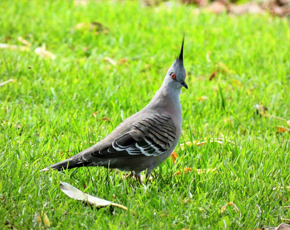 Crested Pigeon - ML560596921