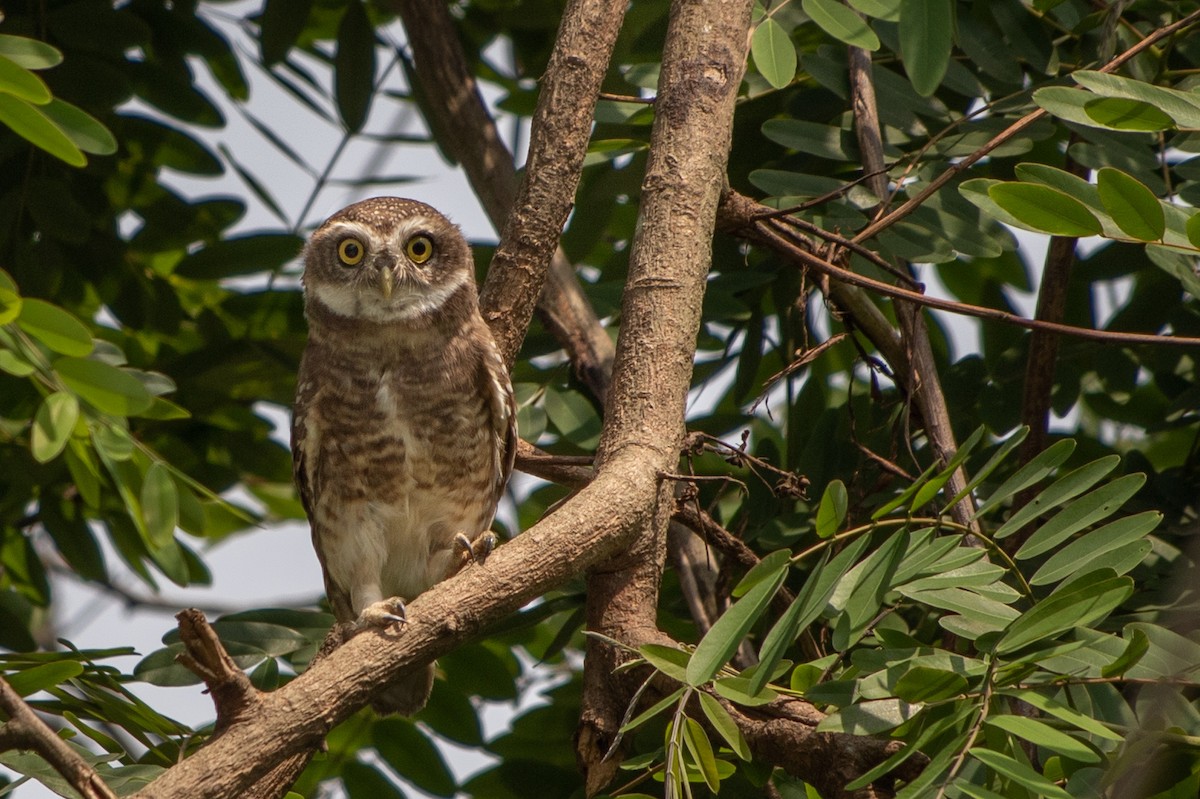Spotted Owlet - ML560597521