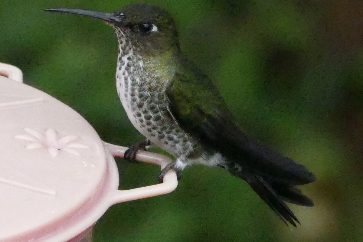 Many-spotted Hummingbird - ML56059851