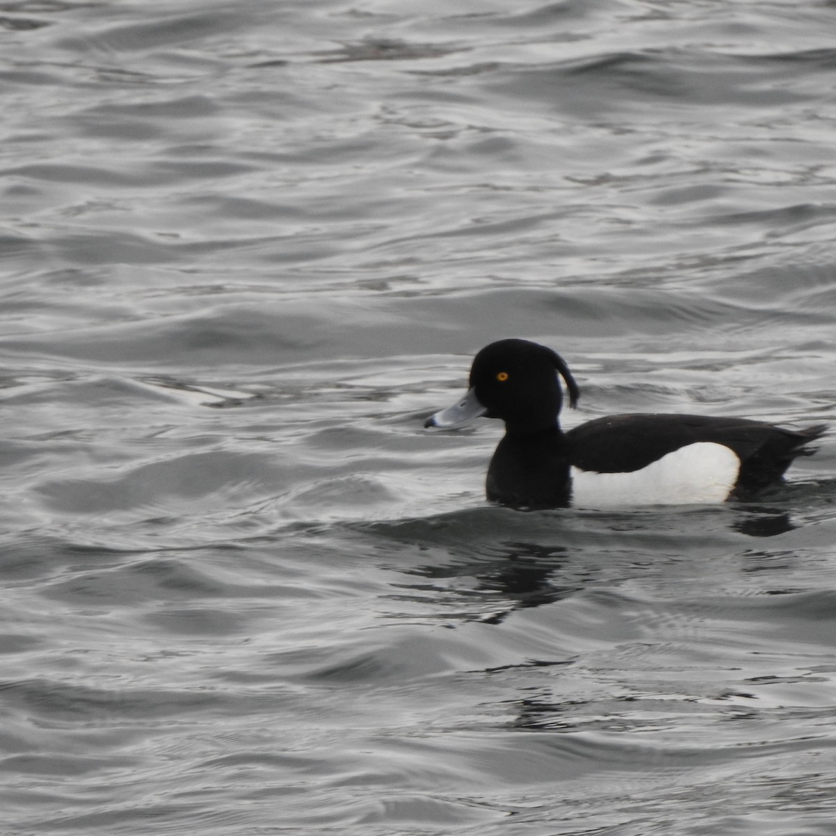 Tufted Duck - ML560600331