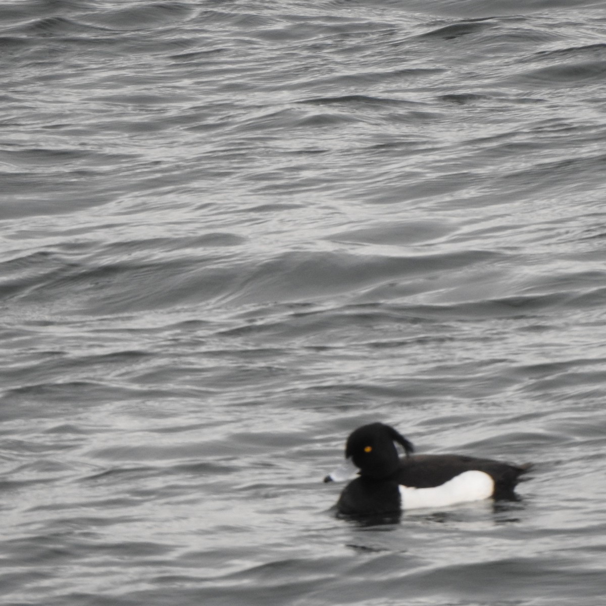 Tufted Duck - ML560600341