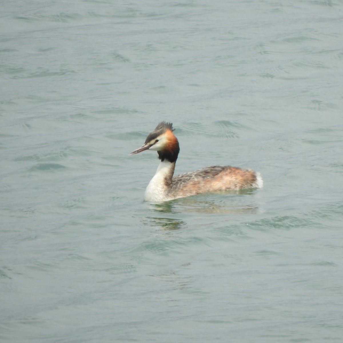 Great Crested Grebe - ML560601591