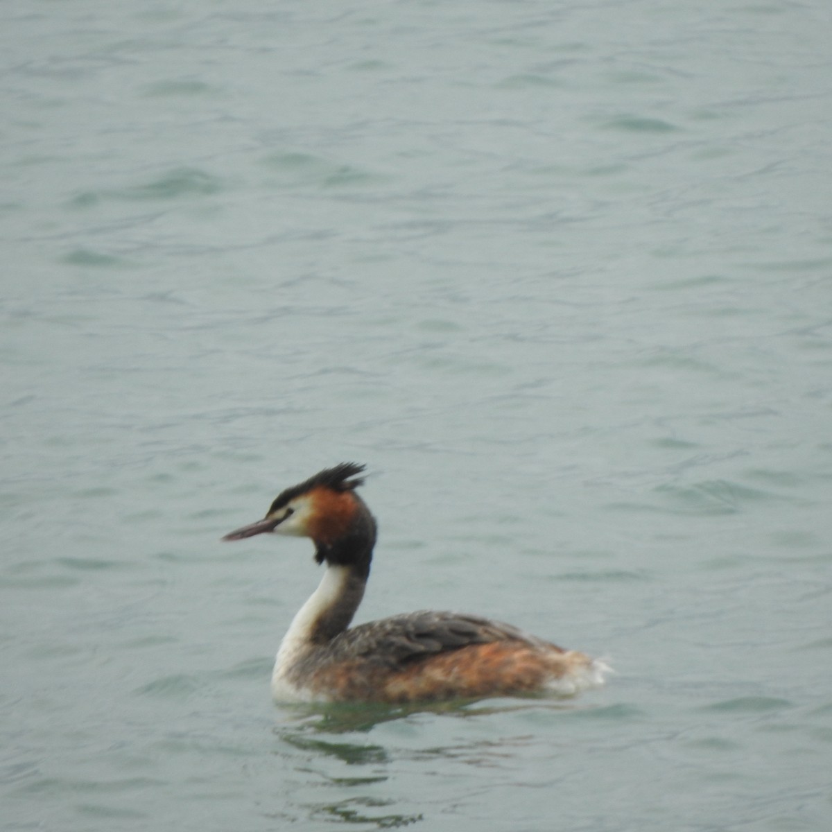 Great Crested Grebe - ML560601601