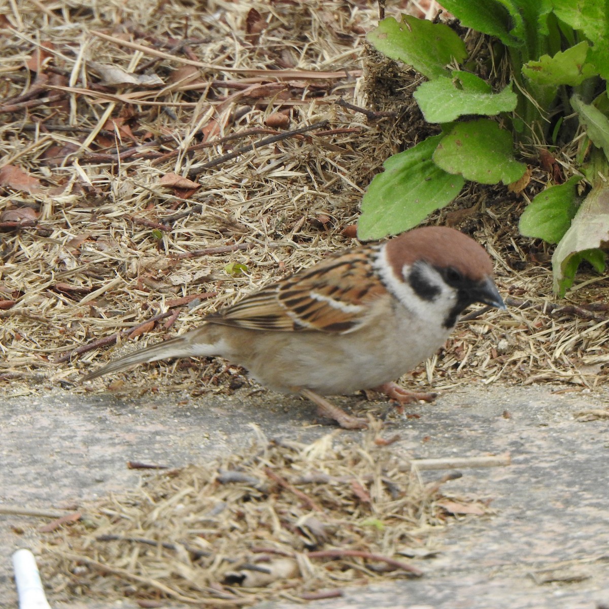 Eurasian Tree Sparrow - ML560601871