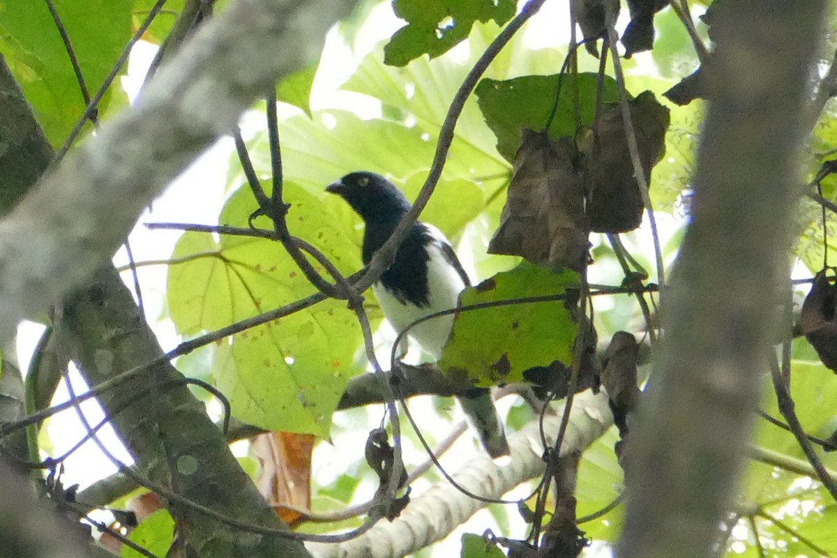 Magpie Tanager - ML56060191