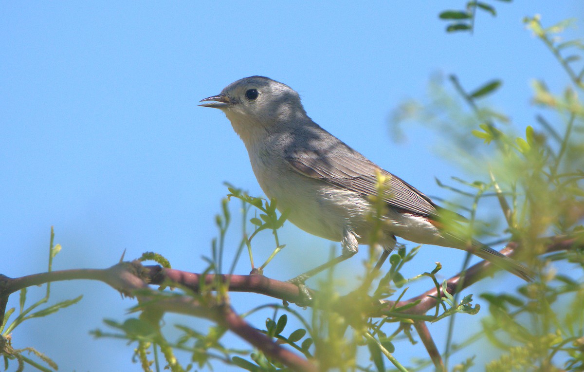 Lucy's Warbler - ML560607431
