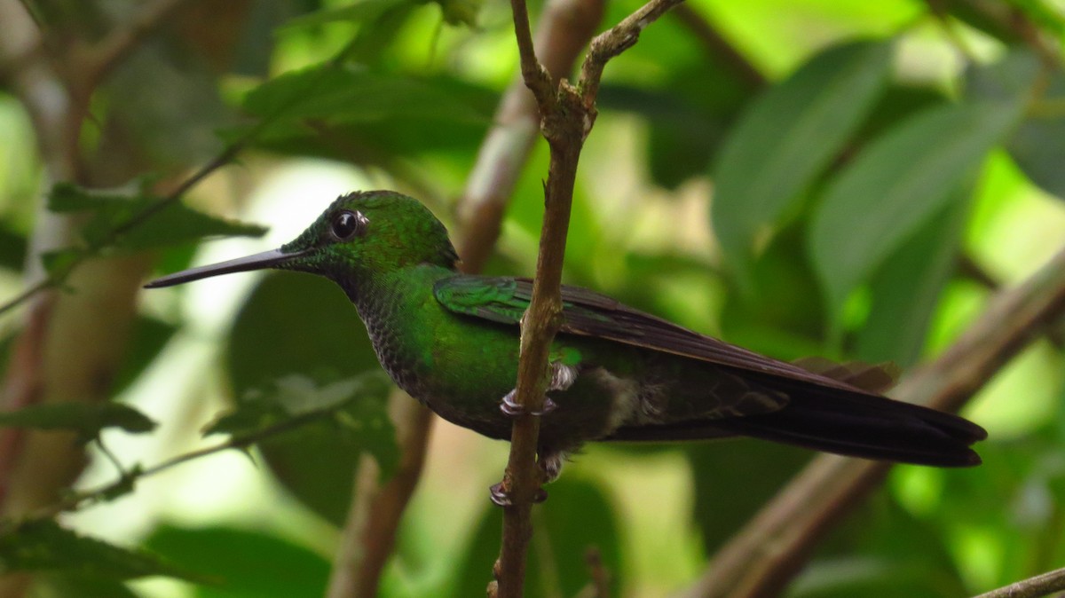 Green-crowned Brilliant - ML56060881