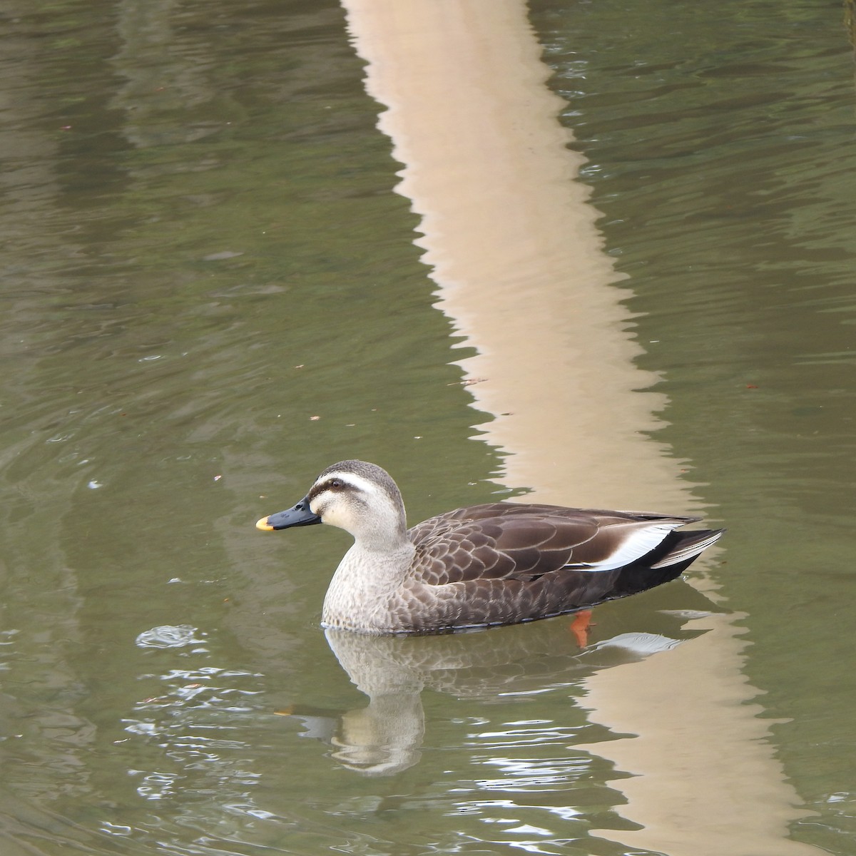 Eastern Spot-billed Duck - ML560610041