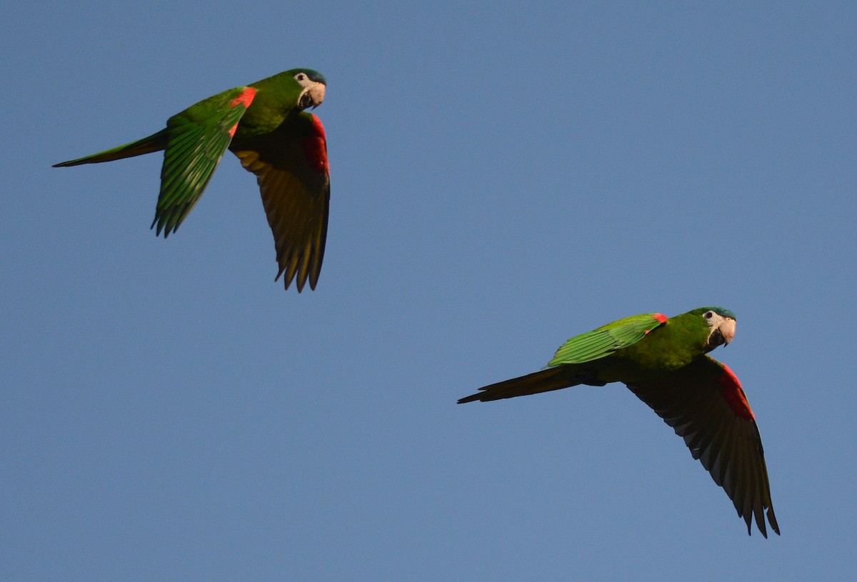 Red-shouldered Macaw - Clive Harris