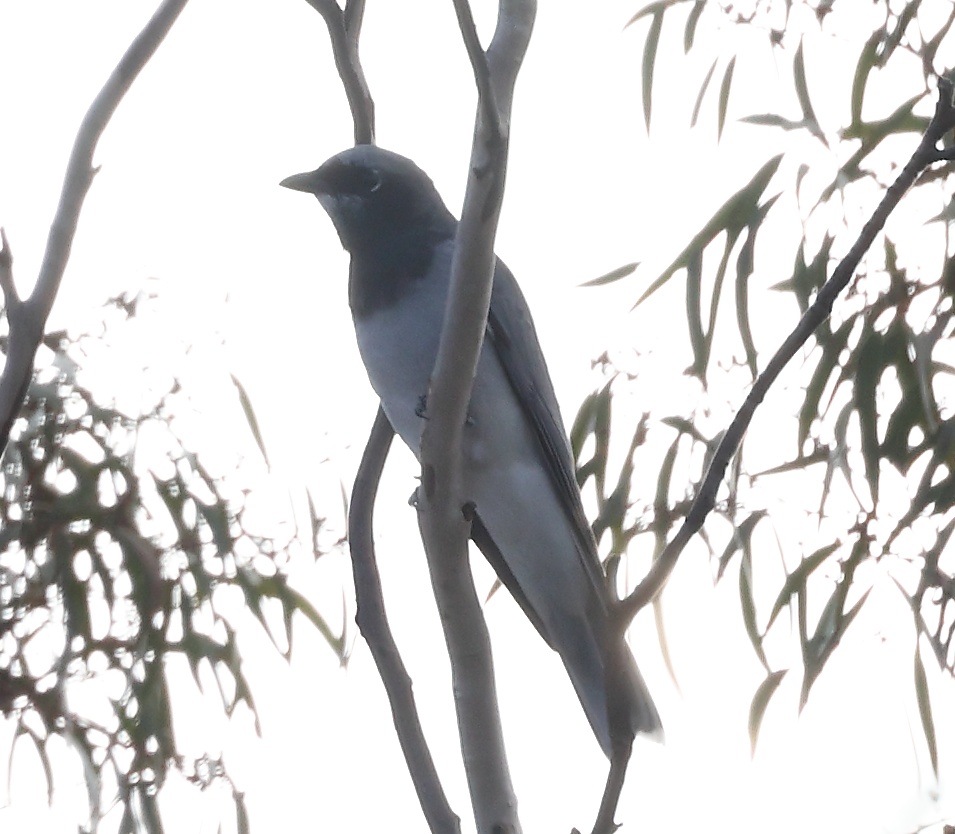 Ebird Australia Checklist Apr Bluetts Block Uriarra Species