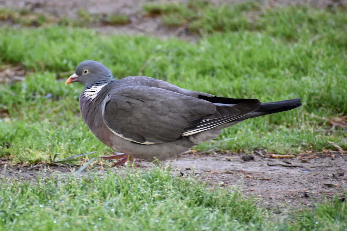 Common Wood-Pigeon - ML560615821