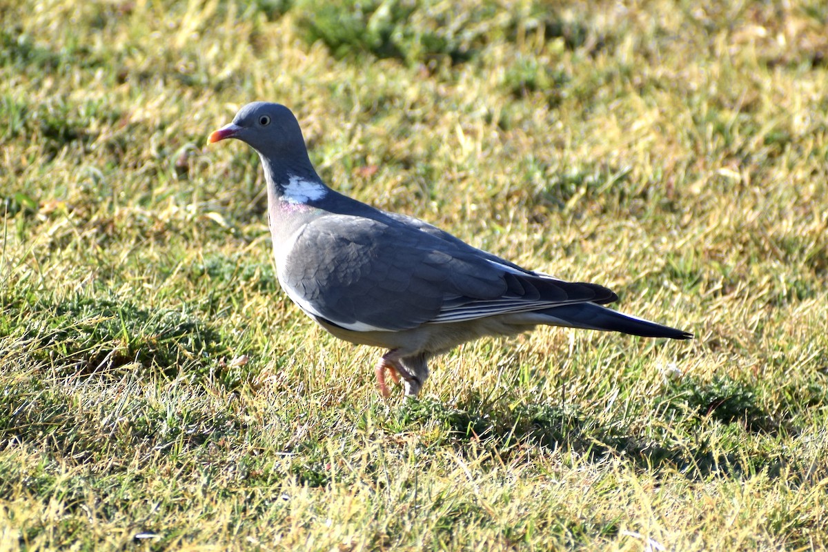 Common Wood-Pigeon - ML560616011