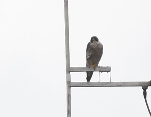 Peregrine Falcon (Malagasy) - ML560616271