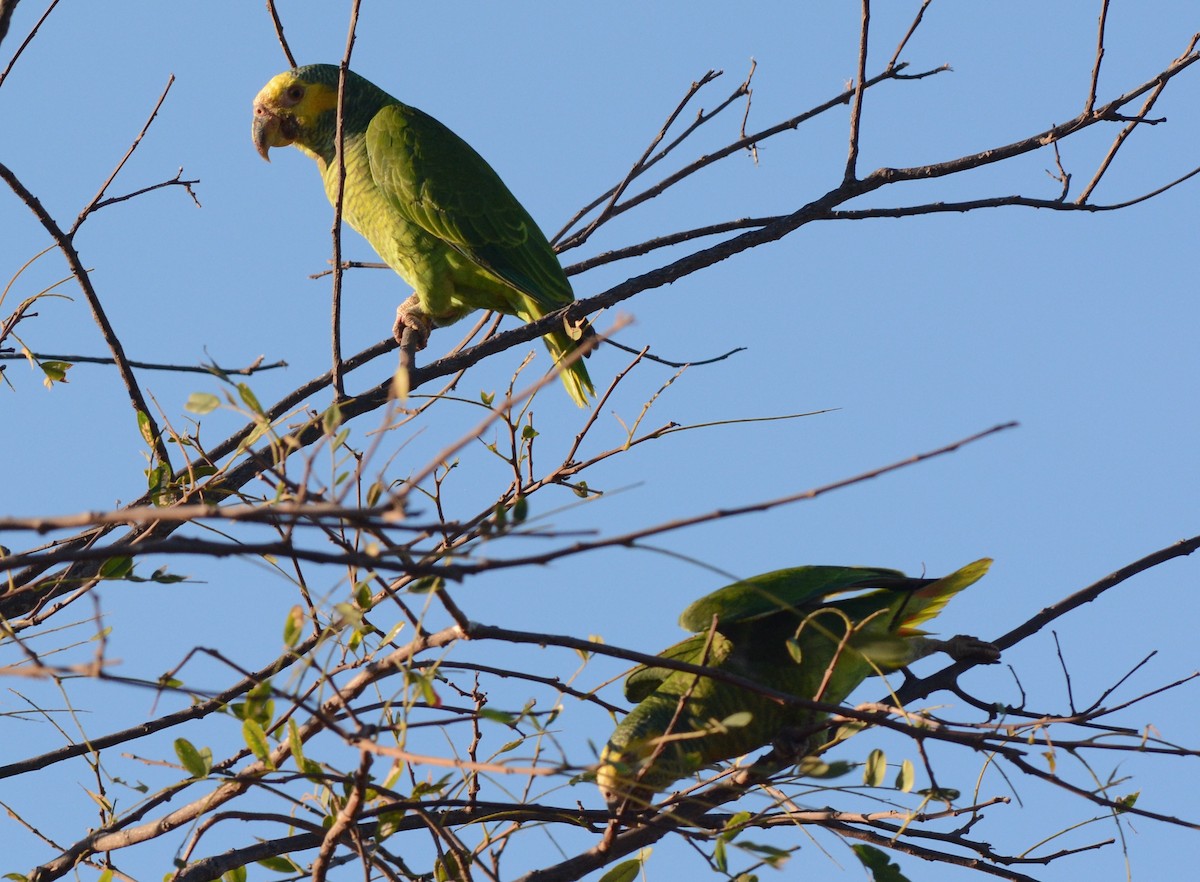 Yellow-faced Parrot - ML56061741