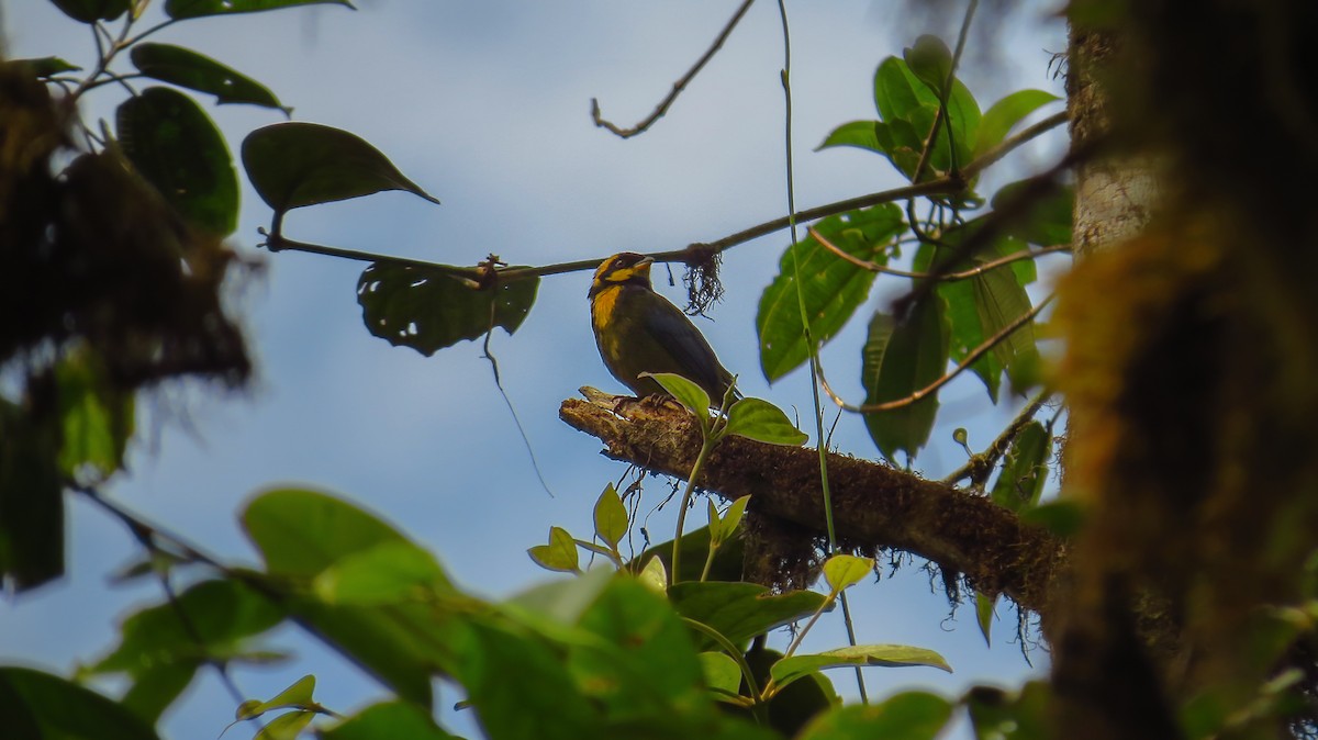Gold-ringed Tanager - ML56061961
