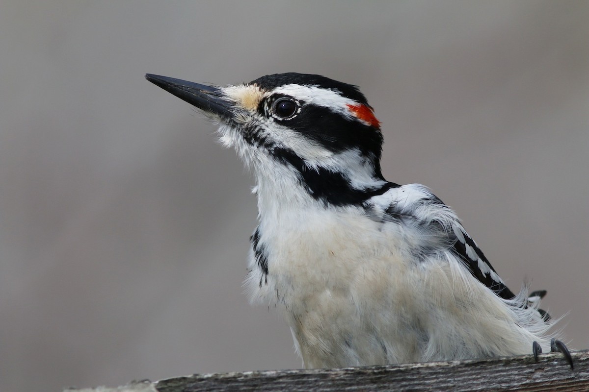 Hairy Woodpecker - Yves Gauthier (Mtl)