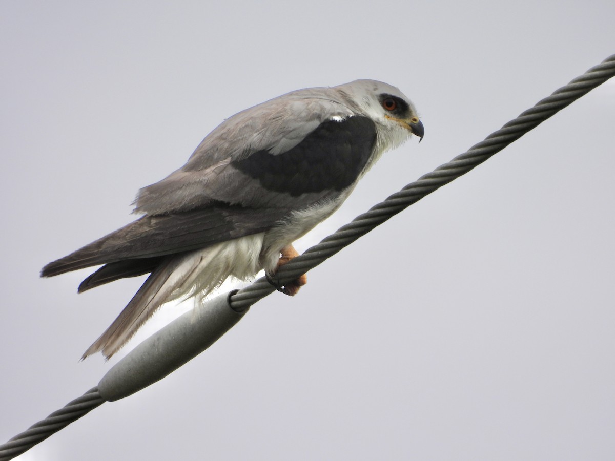 White-tailed Kite - ML560623581