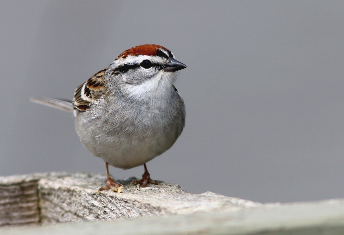 Chipping Sparrow - Yves Gauthier (Mtl)