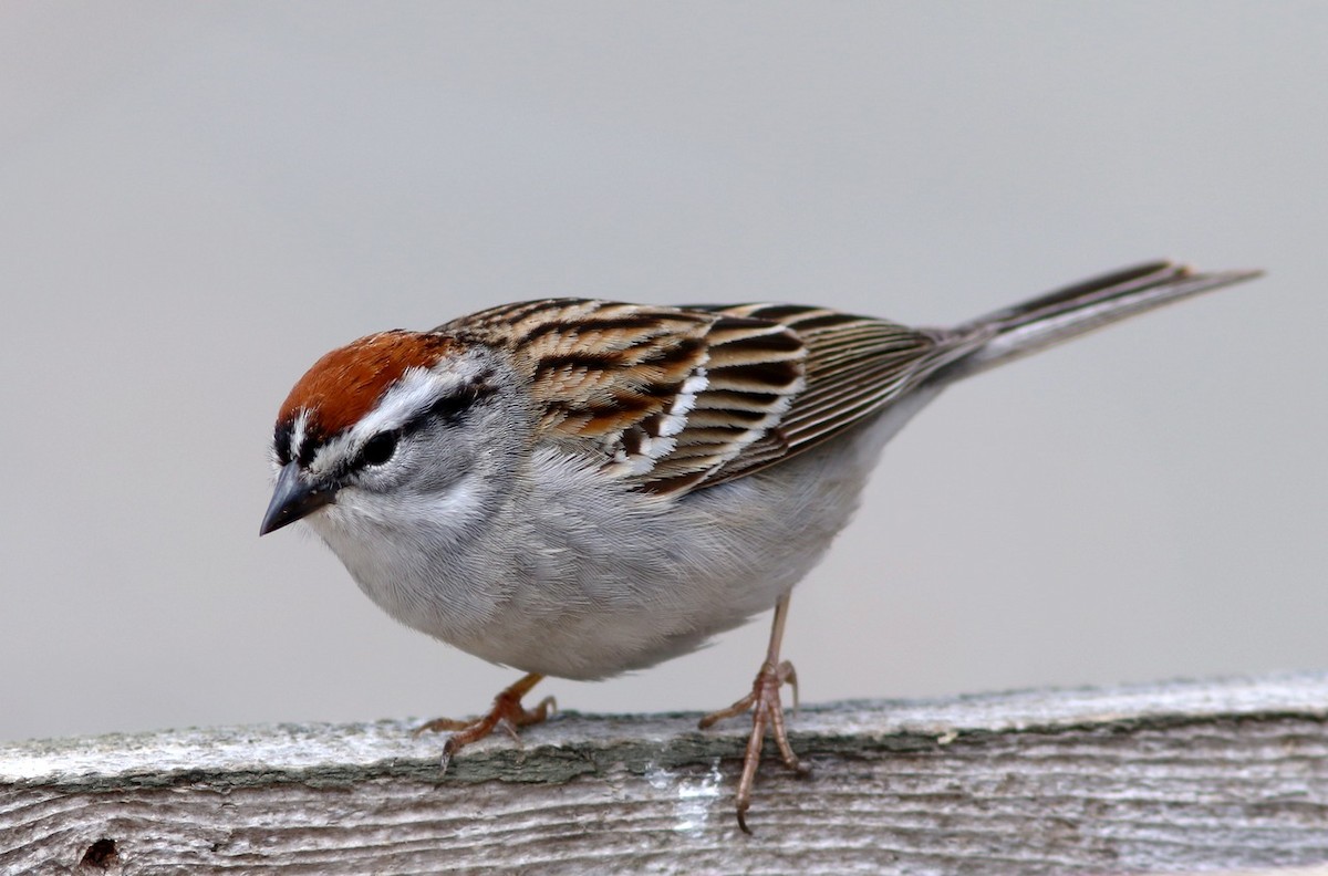 Chipping Sparrow - Yves Gauthier (Mtl)