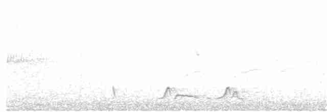 Carolinanachtschwalbe - ML56062461