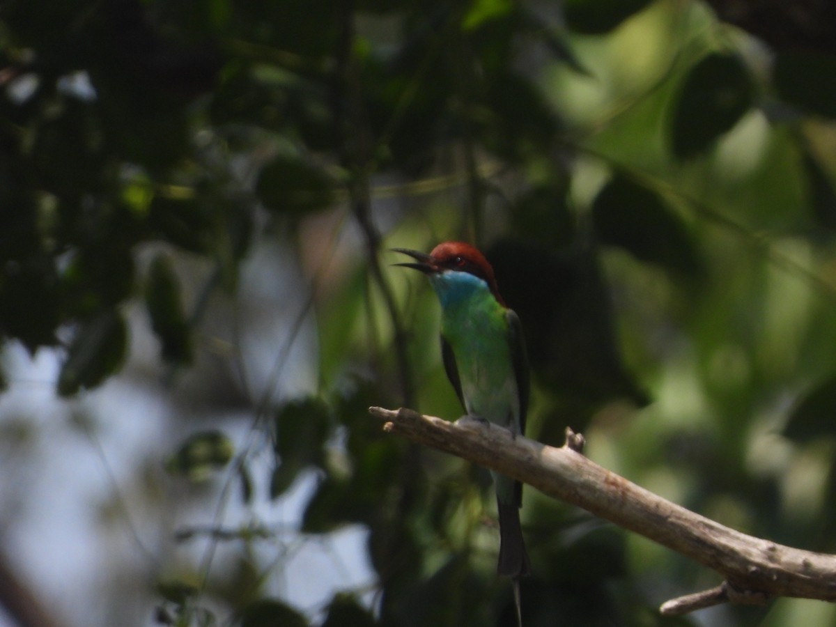 Blue-throated Bee-eater - ML560626911