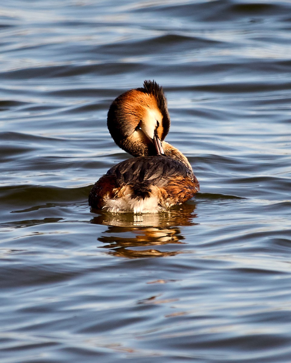 Great Crested Grebe - ML560627011