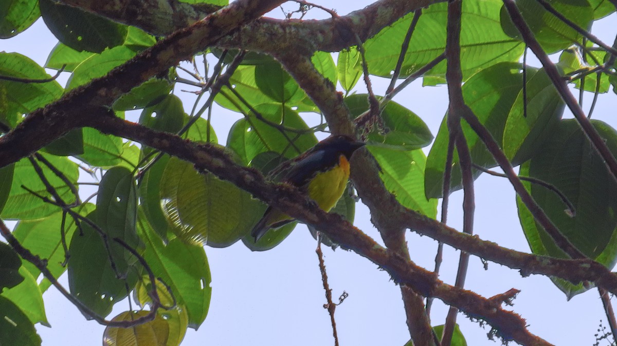 Black-and-gold Tanager - ML56062751