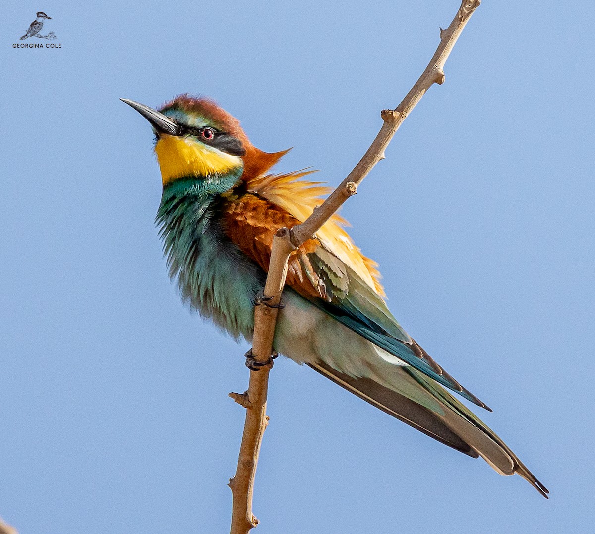 European Bee-eater - ML560628541