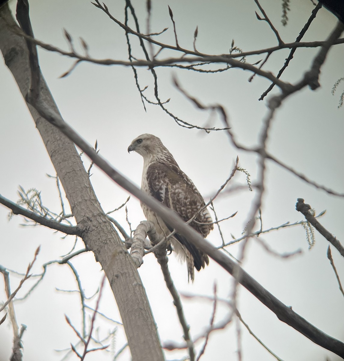 Red-tailed Hawk - ML560629541