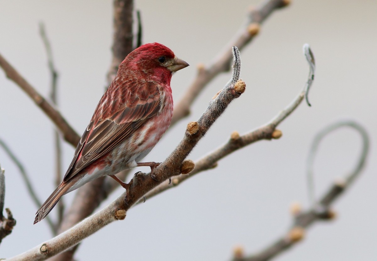 Purple Finch - Yves Gauthier (Mtl)
