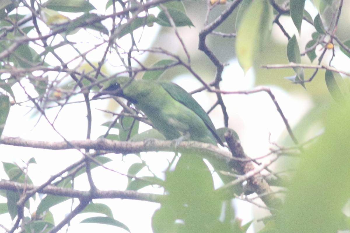Lesser Green Leafbird - Prue Reid