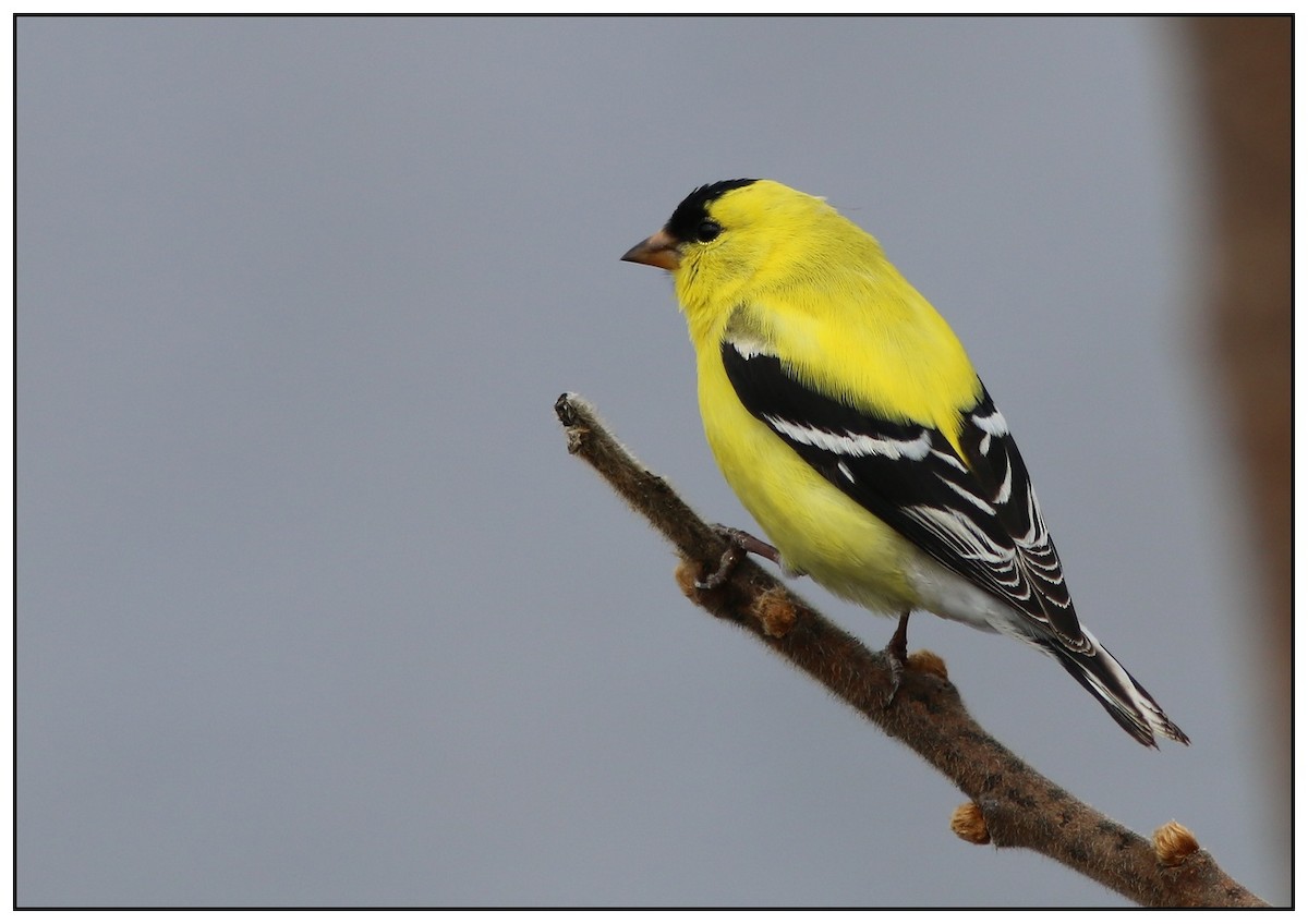 American Goldfinch - Yves Gauthier (Mtl)