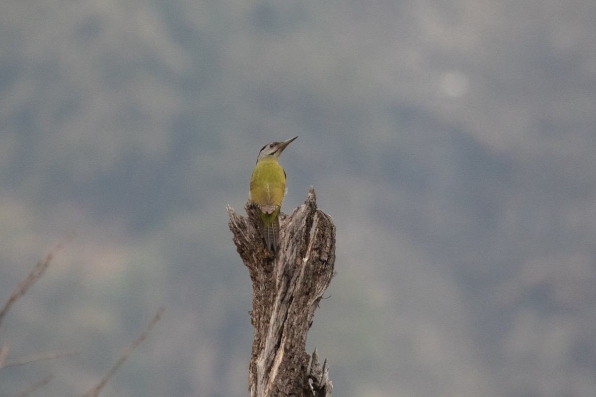 Gray-headed Woodpecker - Ramit Singal