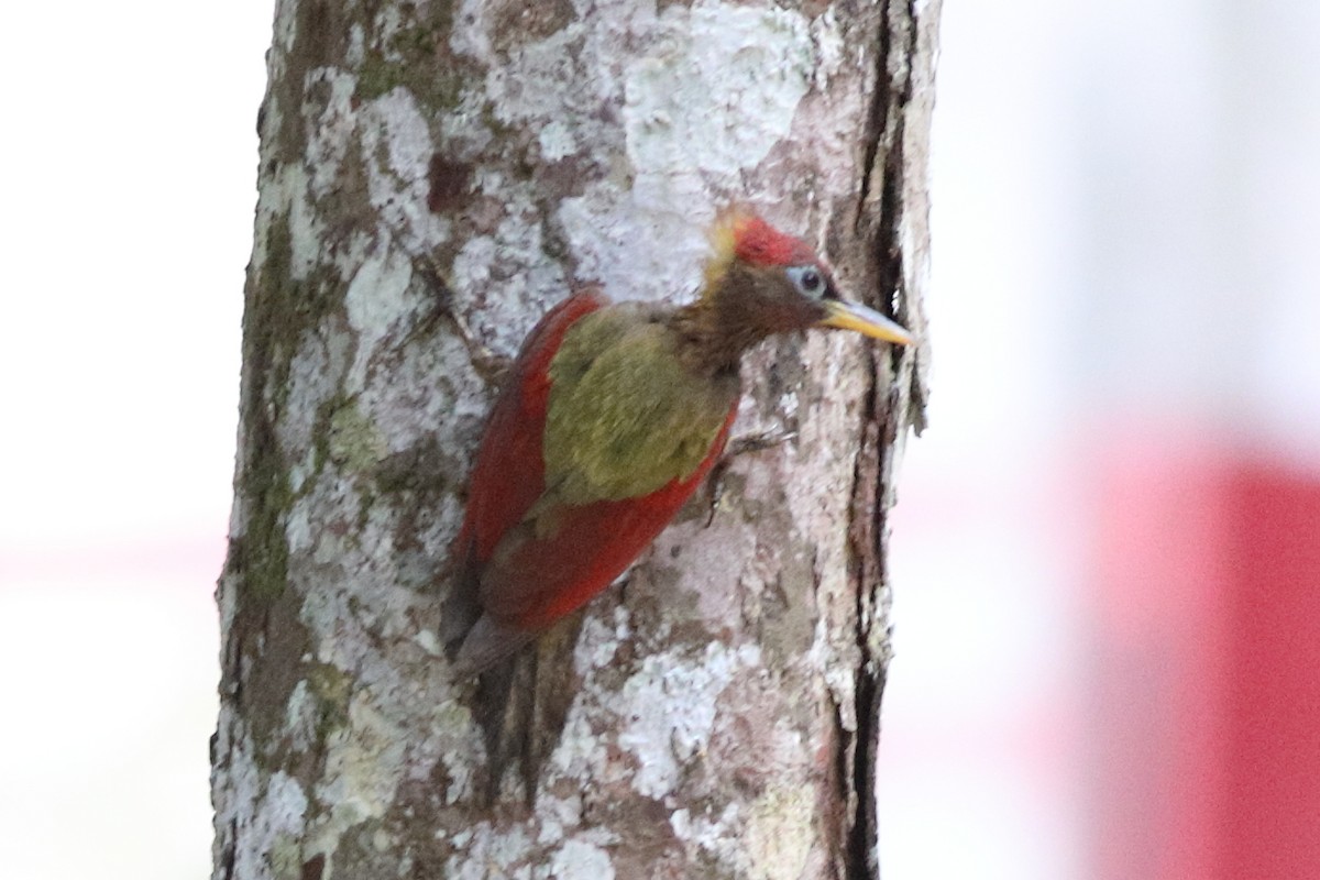 Crimson-winged Woodpecker - ML560633021